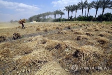 EGYPT AGRICULTURE WHEAT