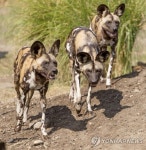HUNGARY WILD DOGS