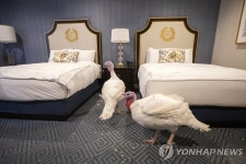 美호텔 스위트룸에서 휴식취하는 칠면조 한쌍