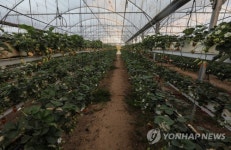 MIDEAST PALESTINIANS GAZA STRAWBERRY FARM