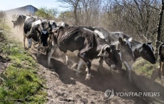DENMARK ANIMALS AGRICULTURE COWS