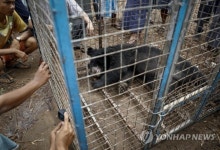 MYANMAR ANIMALS BEAR