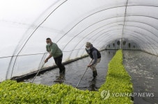 HUNGARY TOBACCO GROWING