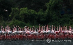 INDIA ANIMALS FLAMINGOS