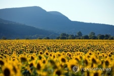 HUNGARY NATURE SUNFLOWERS
