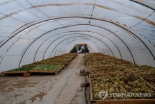 TURKEY PHOTO SET AGRICULTURE TOBACCO HARVEST