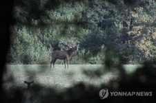 HUNGARY PHOTO SET DEER RUTTING SEASON