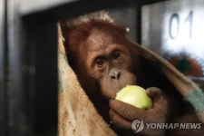 밀렵돼 태국서 3년 살다 귀향하는 인니 오랑우탄