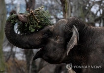 GERMANY ANIMAL CHRISTMAS
