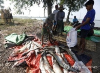 MYANMAR PHOTO SET FISH FARM