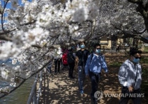 USA CHERRY BLOSSOM FESTIVAL
