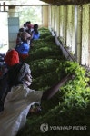 KENYA PHOTO SET AGRICULTURE TEA