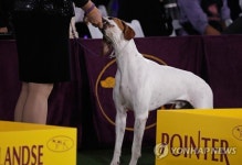 USA NEW YORK WESTMINSTER DOG SHOW