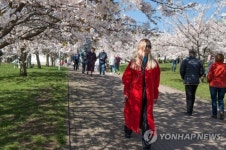 LITHUANIA CHERRY TREES