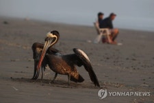 PERU AVIAN FLU