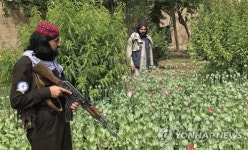 AFGHANISTAN POPPY