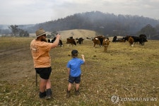 산불 덮친 호주 농장서 소 떼 살피는 주인