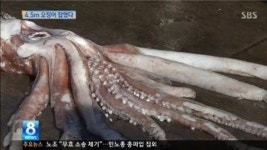 4.5m 길이 대왕 오징어 부산에서 잡혔다