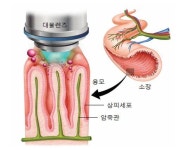 소장에서 지방산 흡수과정 고해상 촬영 성공