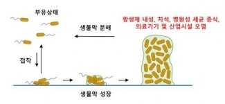 대장균 생물막 형성 제어 신기술 개발