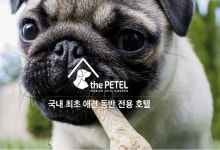 SKB, 해운대 애견동반호텔에 클라우드캠 공급