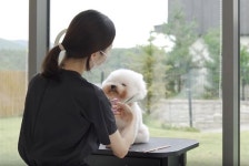 보는 것만으로 힐링되는 펫미용 유튜버 '슈앤트리'