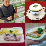 푸드클로버, 네잎클로버 판매 70일 만에 50만잎 돌파