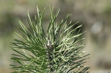 솔잎으로 납·카드뮴 등 대기오염물질 측정한다