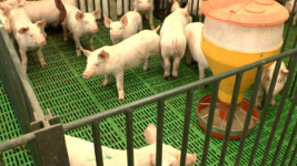 돼지도 음악 듣고 감정 느낀다