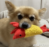 DB손보·다음펫, 반려동물 보험시장 활성화 MOU