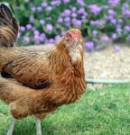 브라질 닭농장서 뉴캐슬병 발생…EU·中에 닭고기 수출 중단돼