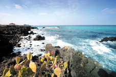 Travel |제주의 특별한 봄 풍경지, 한림 월령마을과 한경 고산엉알