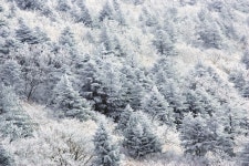 [시즌특집ㅣ설화vs상고대ㅣ화보] ‘겨울산’을 빛내는 하얀 축복!