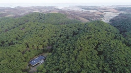 [Hot Focus] 하동 십일천송 등 5곳 국가산림문화자산 신규 지정