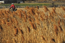 [시즌특집ㅣ春風 부는 ‘육지가 된 섬들’ㅣ<2> 안좌도(박지도, 반월도) 자전거 투어] 작은 섬의 한적함을 온 몸으로 만끽하라!