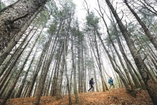 [백두대간 에코 트레일ㅣ32구간 황장산 르포] 굽은 소나무가 전하는 조선 왕실의 황장목 산 이야기