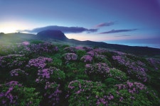 [시즌특집ㅣ철쭉제 열리는 산 <1> 개요] 한반도의 봄을 빛내는 붉은 전령!