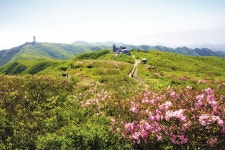 [시즌특집ㅣ철쭉제 열리는 산  15선 가이드 ⑩ 단양·영주 소백산] 조선시대에도 사랑받던 전통의 철쭉 명산