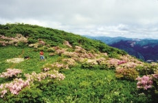  [시즌특집ㅣ철쭉제 열리는 산 <3> 15선 가이드 ① 정선 두위봉] 부드러운 산자락에 펼쳐진 철쭉 화원