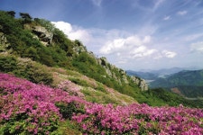 [시즌특집ㅣ철쭉제 열리는 산 <3> 15선 가이드 ⑦ 화순 백아산] 하얀 바위에 배경으로 펼쳐진 붉은 철쭉밭