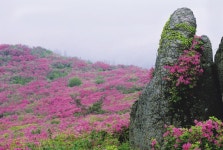 [시즌특집ㅣ철쭉제 열리는 산 <3> 15선 가이드 ⑨ 보성 초암산] 능선을 따라 이어지는 철쭉 꽃밭의 광활함