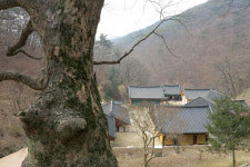 다리골삼거리(하) | [악돌이 박영래의 만화산행ㅣ칠갑산] 봄이면 벚꽃터널길·등산로 뒤덮는 진달래 군락 장관
