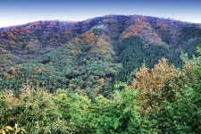 [시즌특집 | 상춘심산賞春尋山 <5> 산림욕 명산ㅣ⑤ 광주 안양산 편백숲] 아름드리 편백나무 가득한 무등산편백자연휴양림