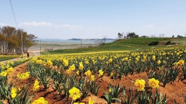 [주말산행 전라도의 숨은 명산ㅣ선도 범덕산] 수선화 천국 ‘선도’로 오랑께