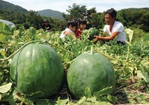 [12월 첫째 주 추천산행지] 무등산, 눈꽃 핀 서석대·입석대 절경