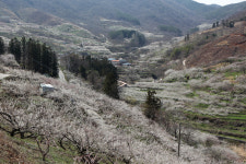 [매화산행 가이드] 매화 향에 홀려 정상온 줄도 몰랐네