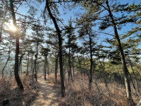 [나홀로 걷기] 솔향기길… 자원봉사자 120만 명이 만든 최고의 ‘언택트 길’
