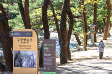 [숲과 사찰] 흔들리는 것은 바람인가 소나무인가 내마음인가