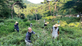 [숲과 사찰] “산 자에겐 힐링, 죽은 자에겐 안식처 이게 현대적 의미 山監”