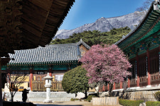 [숲과 사찰-세계가 인정한 한국의 산사] 한국의 산사는  어떻게 인류의 유산이 됐나?